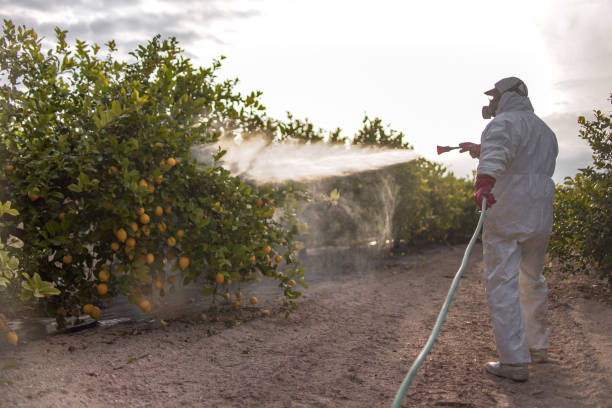 Best Affordable Pest Control Services  in Coplay, PA